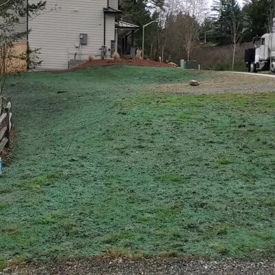 Newly hydroseeded lawn with house and truck in background.