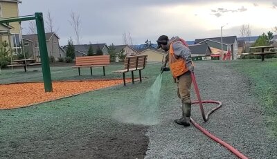 Worker using hose to water new grass seeding at playground.