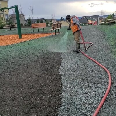 Worker using hose to water new grass seeding at playground.