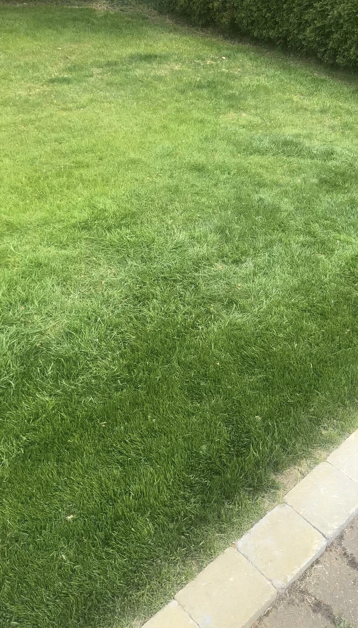 Lawn showing thin existing grass in the top-left and thick, greener overseeded grass in the bottom-right