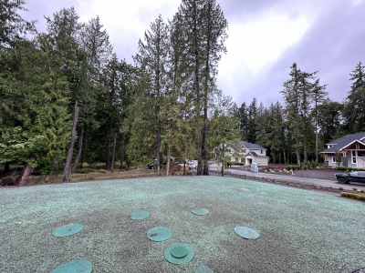 Residential street with green circles on pavement and forested area in the background.