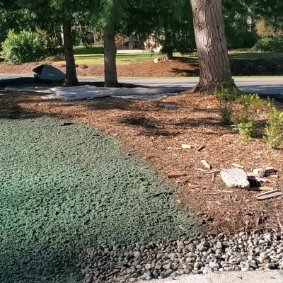 Landscaping area with mulch, rocks, and trees.