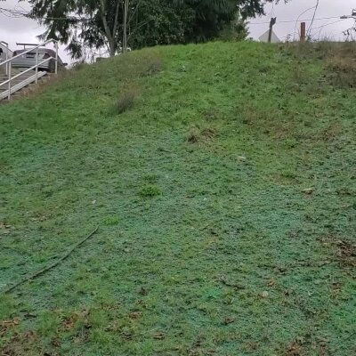 Grassy hillside with steps and trees in the background.