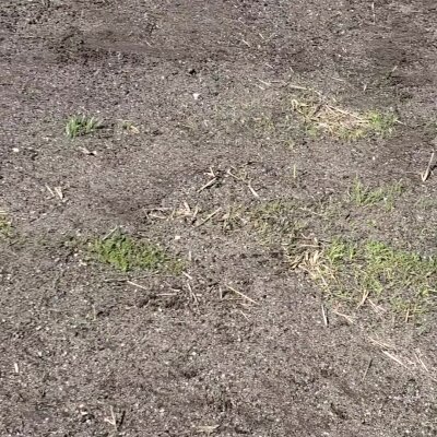 Bare soil with sparse grass and straw.