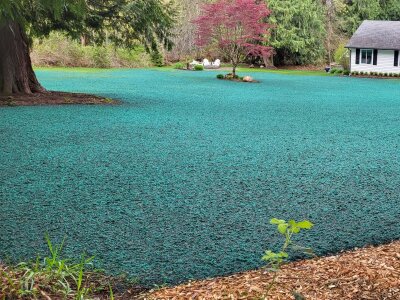 Turquoise hydroseeded lawn near house and tree with truck on the side.