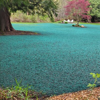 Turquoise hydroseeded lawn near house and tree with truck on the side.