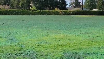 Green field with muddy patches under bright sunlight.