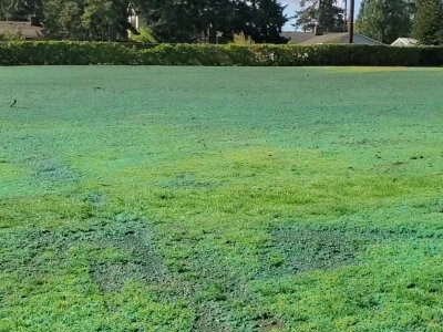 Green field with muddy patches under bright sunlight.