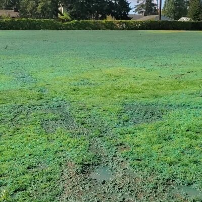 Green field with muddy patches under bright sunlight.