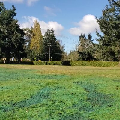 Sunny park with green grass, trees, and a hedge under a blue sky.