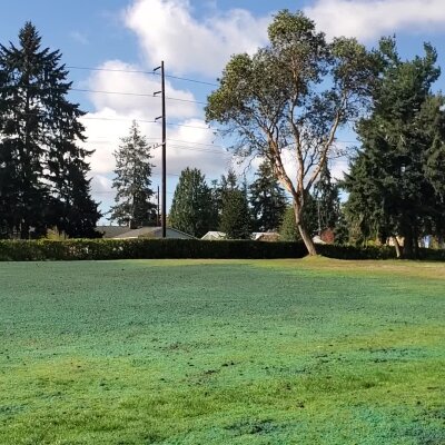 Sunny park with trees, green grass, and clear sky.