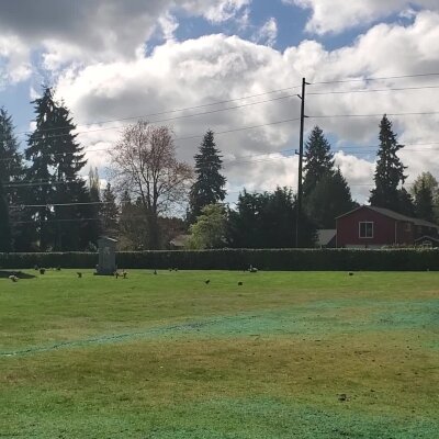 Sunny day at a park with geese on grass and cloudy sky.