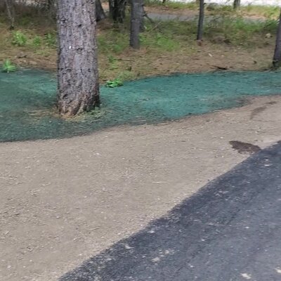 Tree beside a clear blue stream with gravel path and shadow.