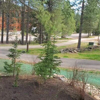 Garden with young trees overlooking a road and a cabin among pine trees.