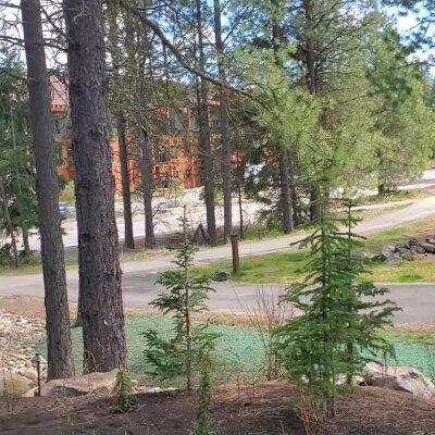 Woodland setting with trees and a glimpse of a cabin building in the background.