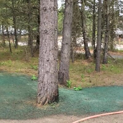 Pine trees in a forest with green ground cover.