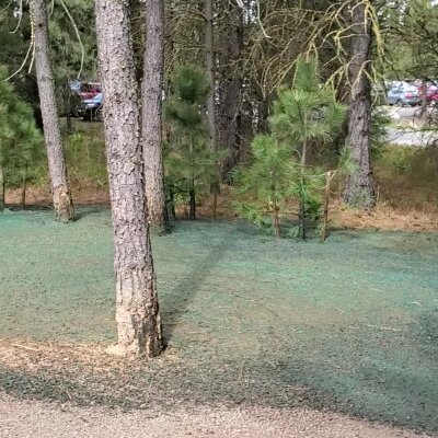 Pine trees and grass in a park with a car park background.