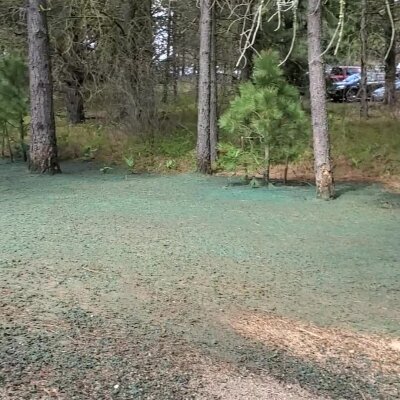 Pine trees and green ground cover in a forest with a parked car in background.