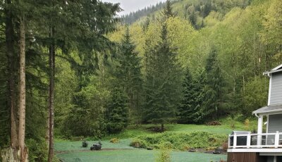 Hydroseeded lawn near house with forest background in Washington State.