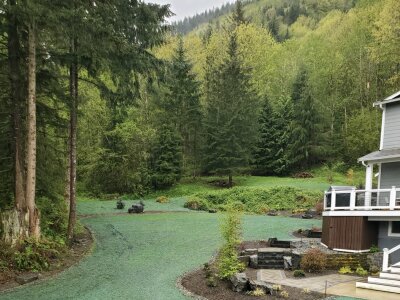 Hydroseeded lawn near house with forest background in Washington State.