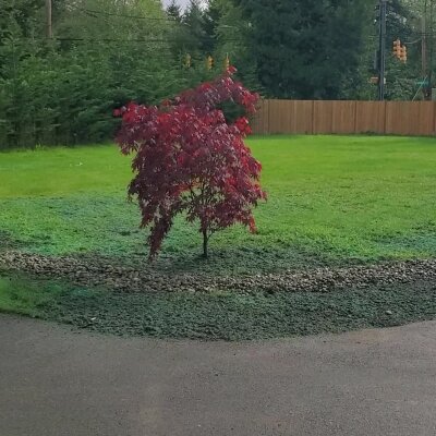 Hydroseeded lawn with red maple tree and wooden fence in Washington State.