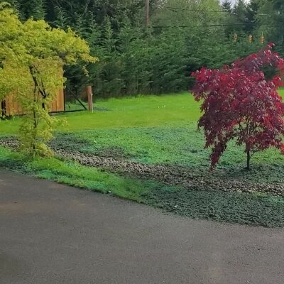 "Lush green hydroseeded lawn with colorful trees in Washington State."