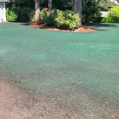 Freshly hydroseeded lawn by a Washington state hydroseeding company with trees in background.