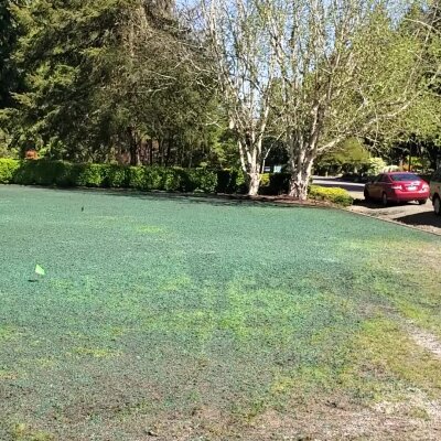 Freshly hydroseeded lawn in Washington state with trees in the background.