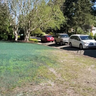 Freshly hydroseeded lawn in residential area with parked cars.