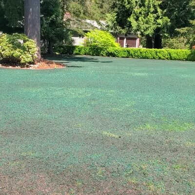"Freshly hydroseeded lawn with mulch in Washington State residential area."