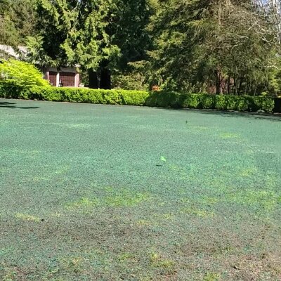 Freshly hydroseeded lawn with lush greenery in Washington state.