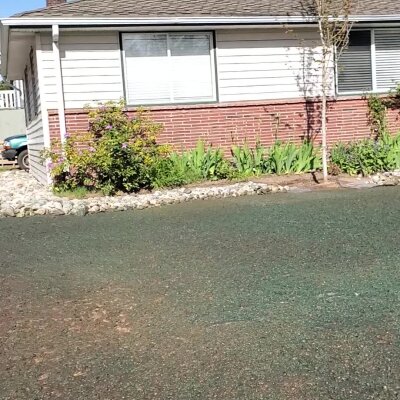Hydroseeded lawn in front of a home with flowering shrubs.