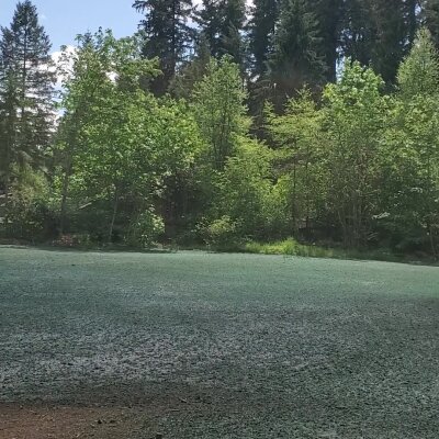 Freshly hydroseeded lawn with surrounding trees in Washington State.