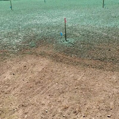Freshly hydroseeded lawn with visible soil in Washington State.