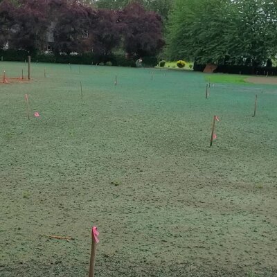 Freshly hydroseeded lawn with visible stakes and lush background landscaping.