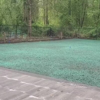 Freshly hydroseeded lawn with green mulch in a residential backyard in Washington state.