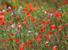 Field of red poppies with scattered purple wildflowers.